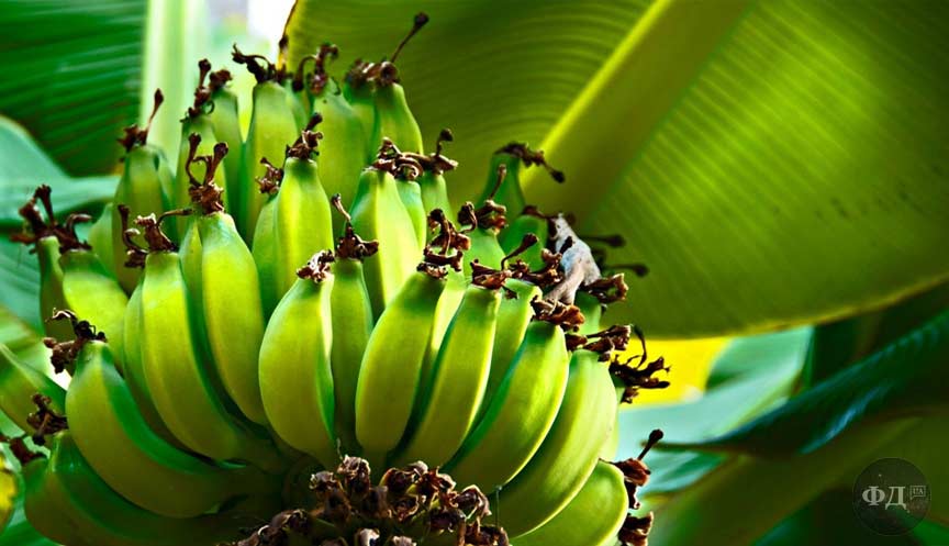 Бананове дерево