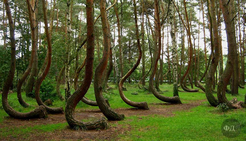 Кривий ліс Польща