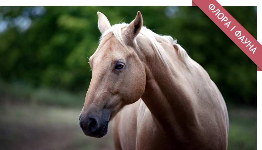 Найцікавіші факти про коней