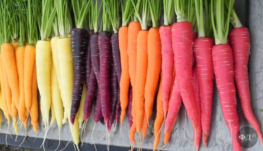 Різний колір морквин залежно від сорту моркви