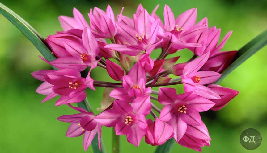 Цвіт цибулі Allium oreophilum