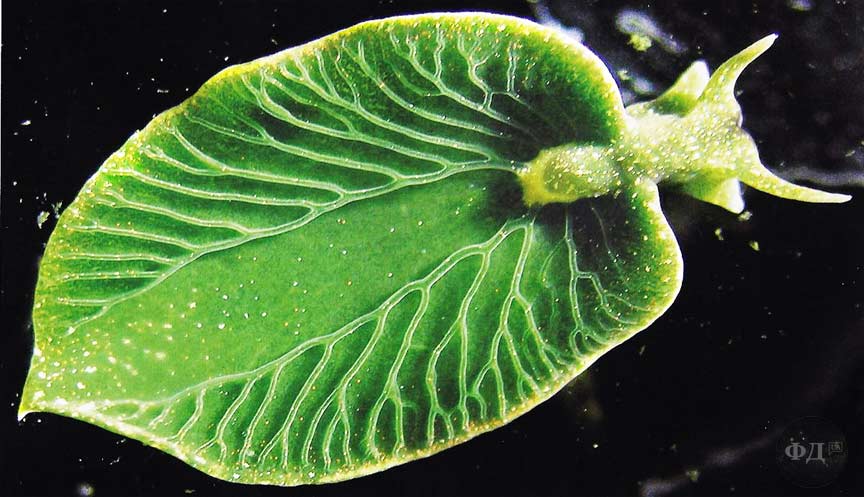 Elysia chlorotica