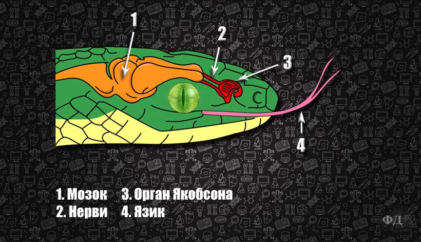 Орган Якобсона змії