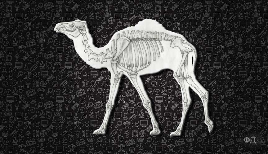 Скелет верблюда