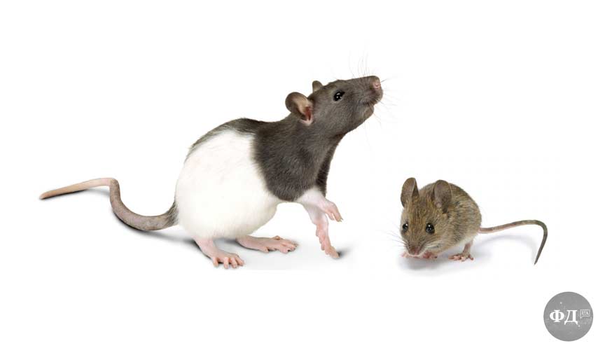 Розмір миші і щура