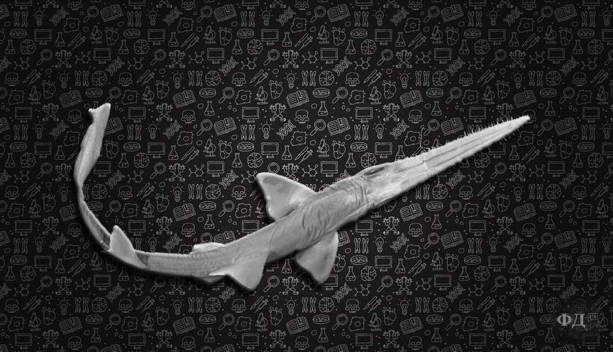 Африканська пилконоса акула