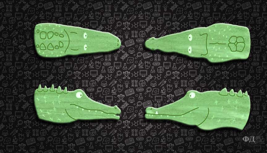 Алігатор і крокодил