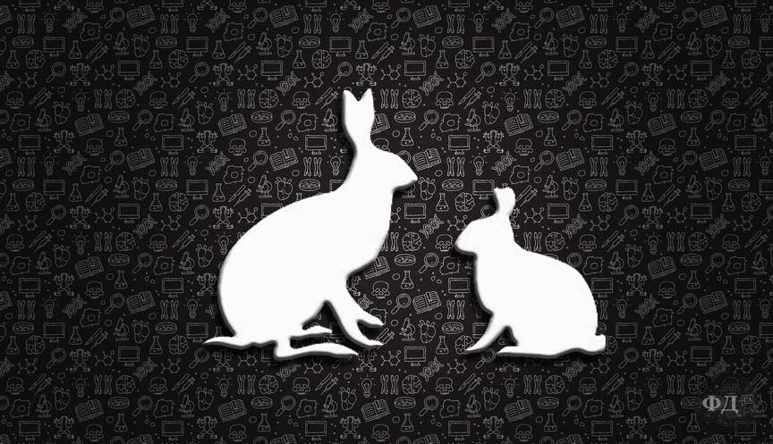 Розміри зайця і кроля