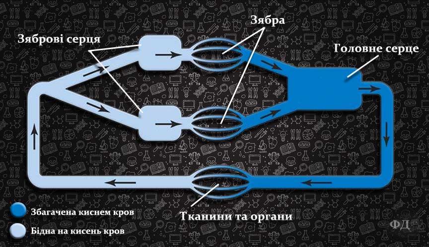 Кровоносна система восьминога