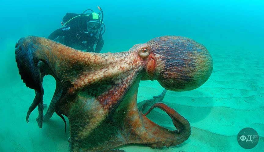 Enteroctopus dofleini