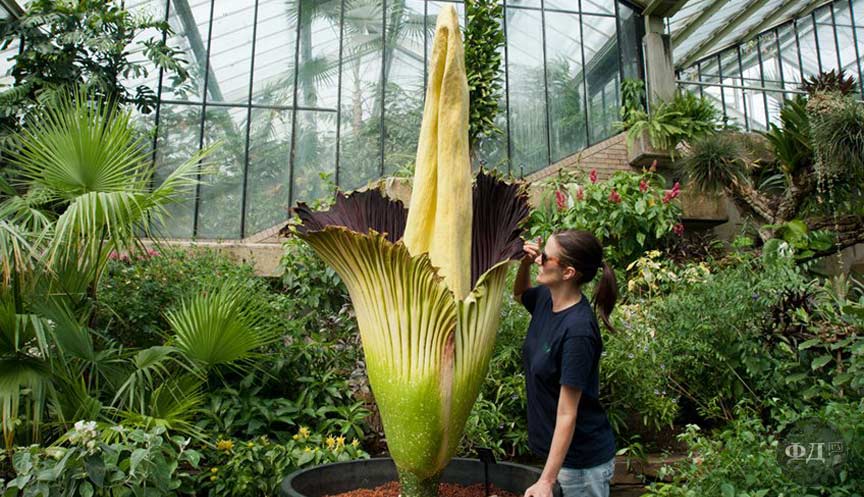 Аморфофалюс найбільша квітка в світі