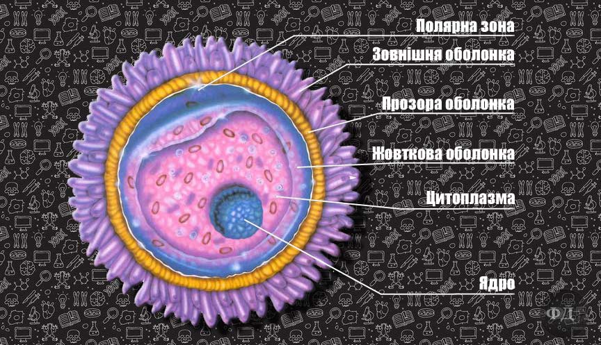 Будова людської яйцеклітини