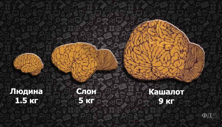 Розмір мозку людини, слона та кашалота