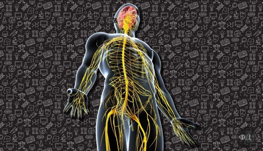 Нерви та нервова система людини