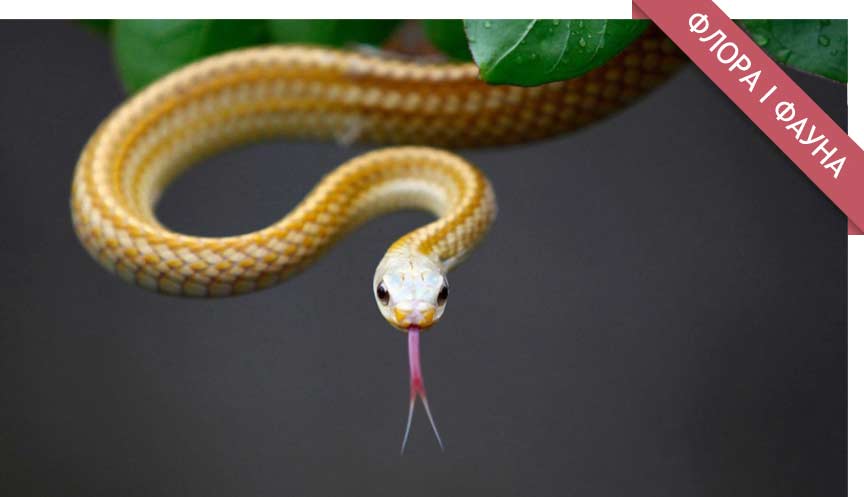 Чому змії мають роздвоєний язик