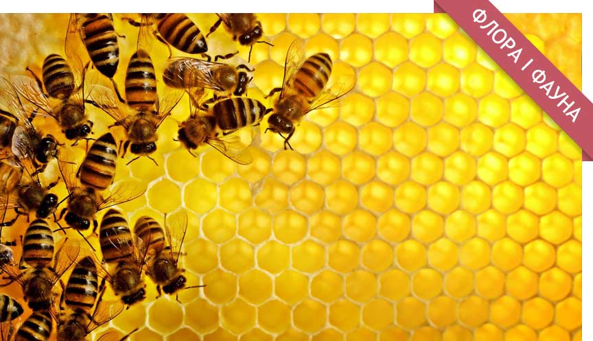 Цікаве про бджіл
