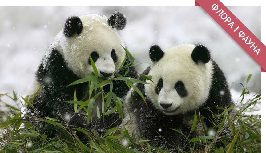 Чому панди мають чорно-біле хутро