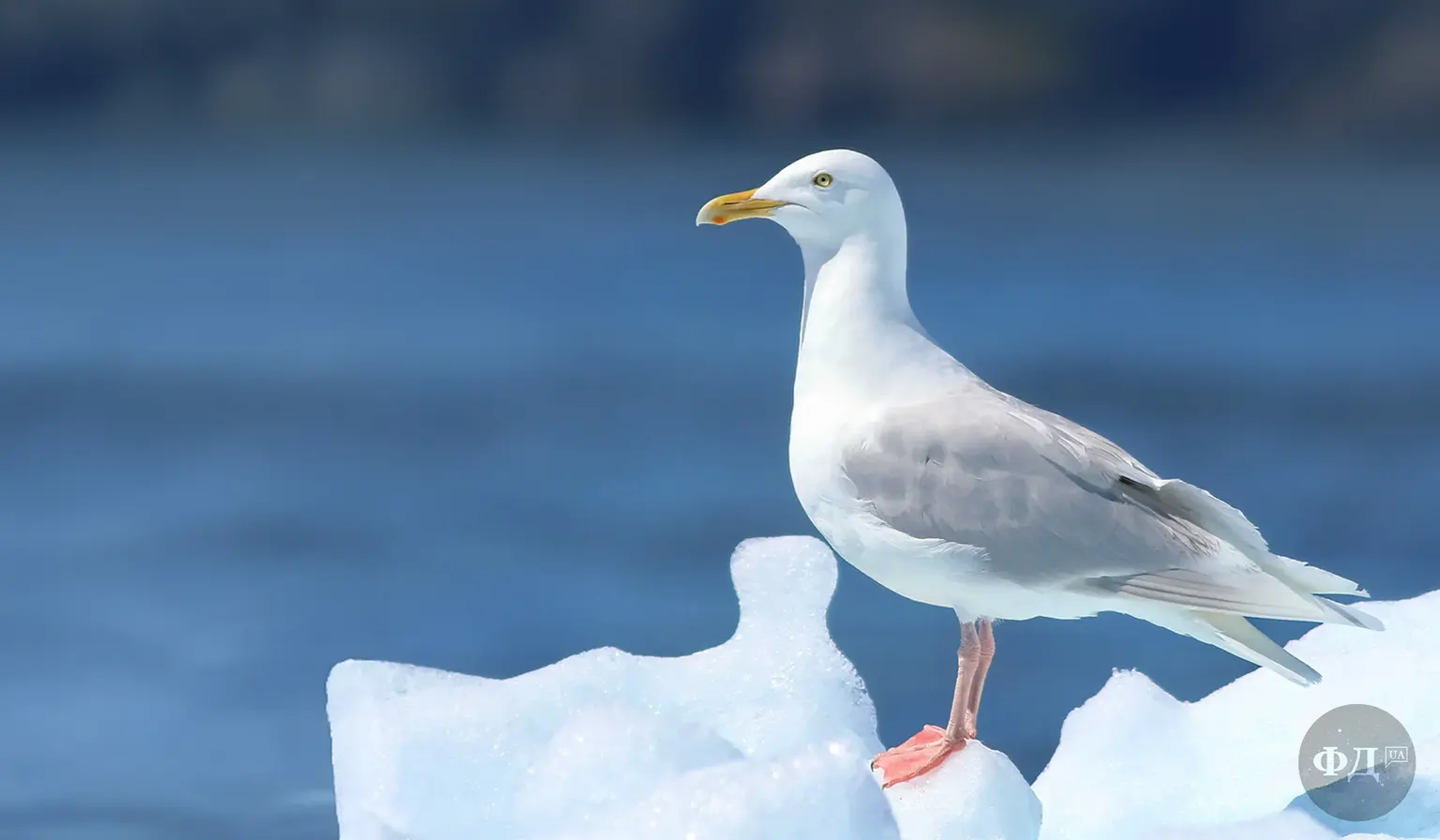 Велика світла чайка бургомістр (Larus hyperboreus) стоїть на камені біля моря