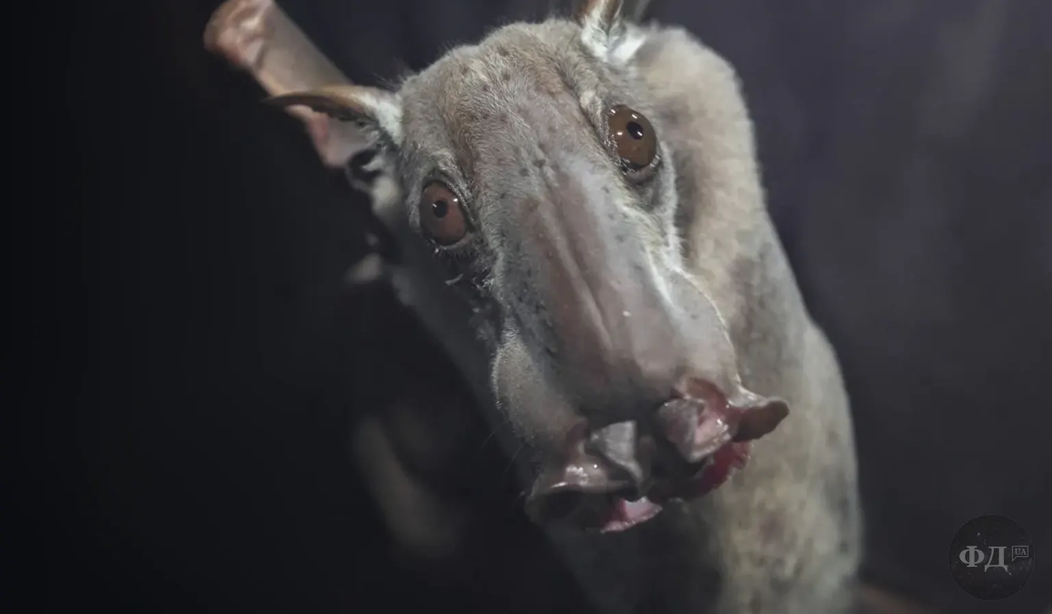 Кажан молот (Hypsignathus monstrosus) вирізняється широкою плоскою головою та великими носовими порожнинами