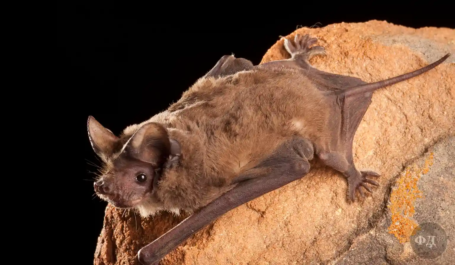 Бразильський складчастий кажан Tadarida brasiliensis