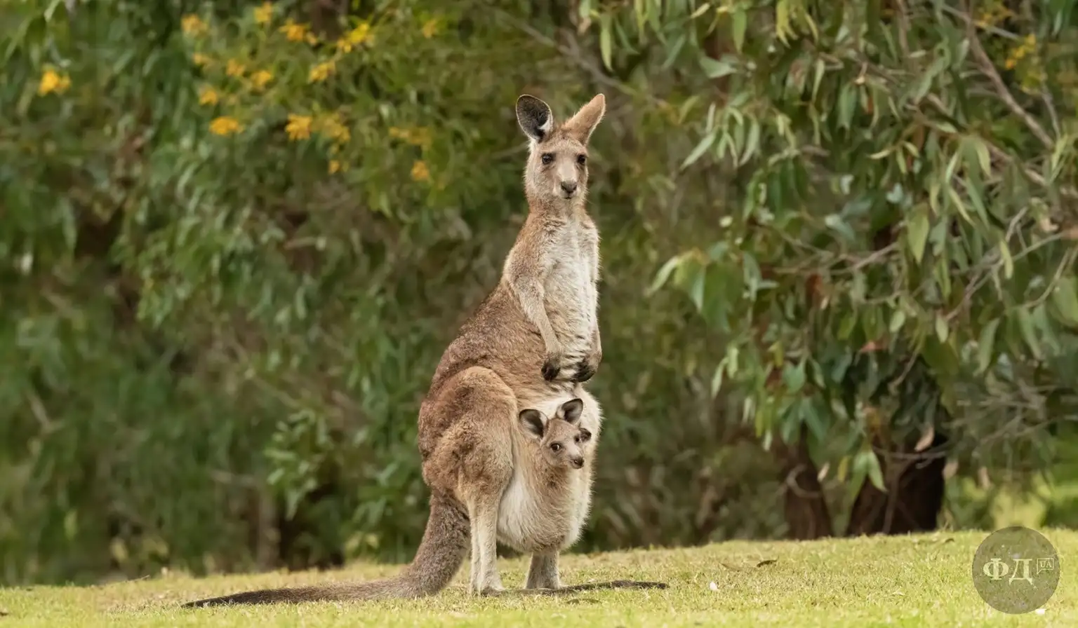 Самка східного сірого кенгуру (Macropus giganteus) вигодовує маля в сумці