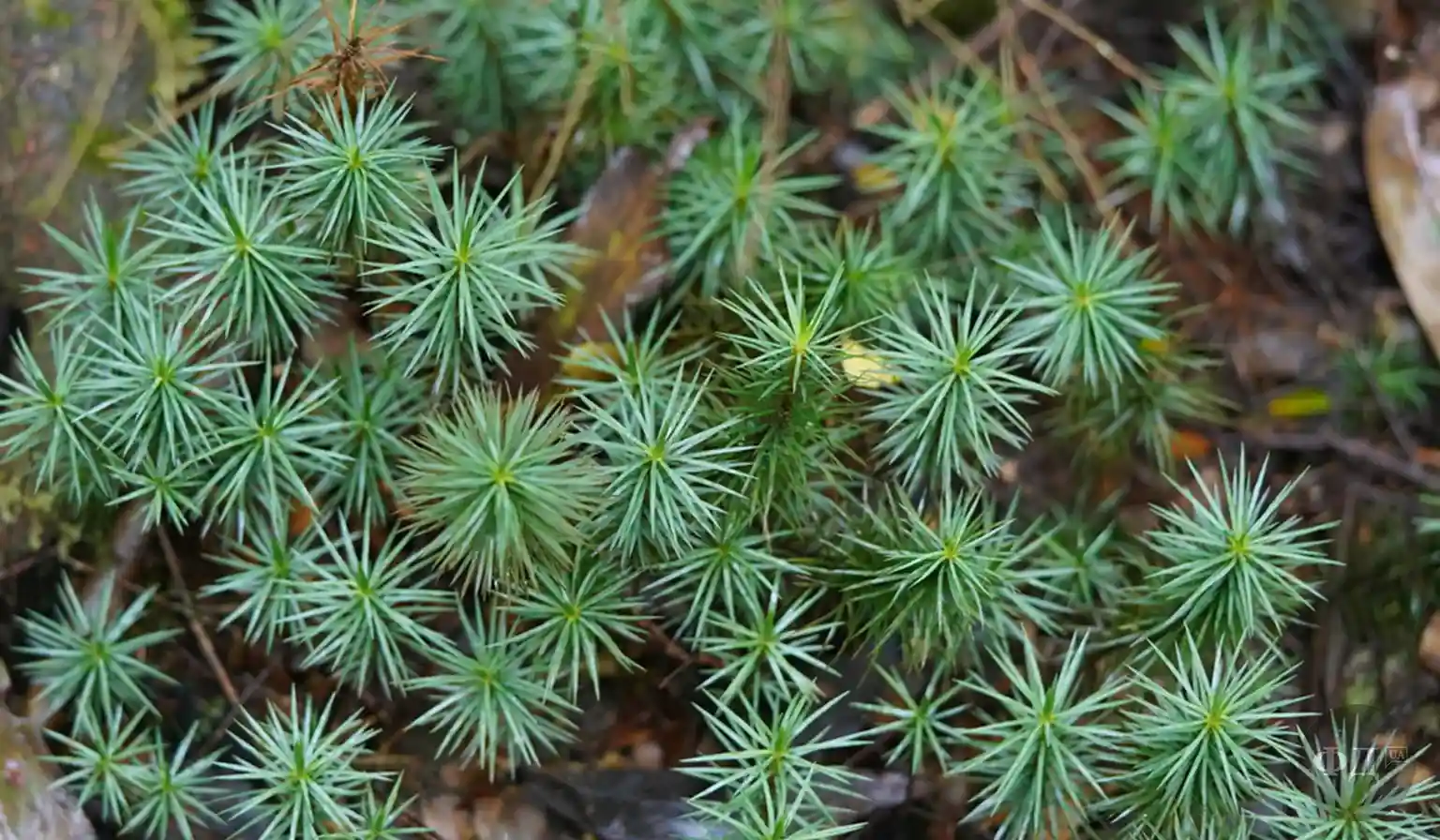 Фото зеленого моху Dawsonia superba