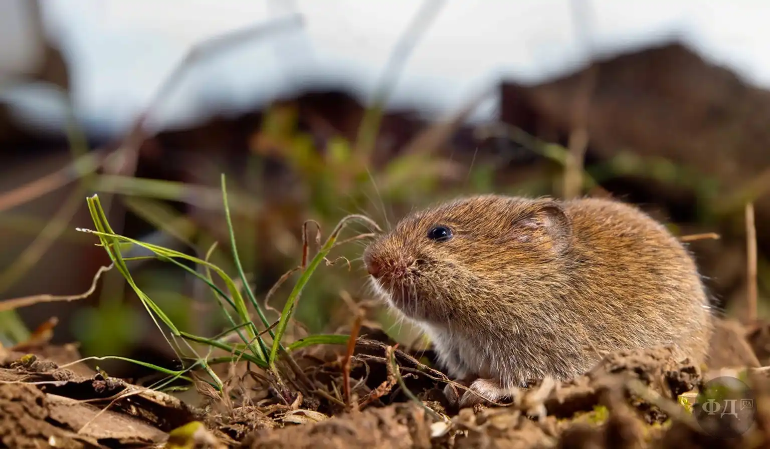 Полівка звичайна Microtus arvalis — поширений гризун у природі України