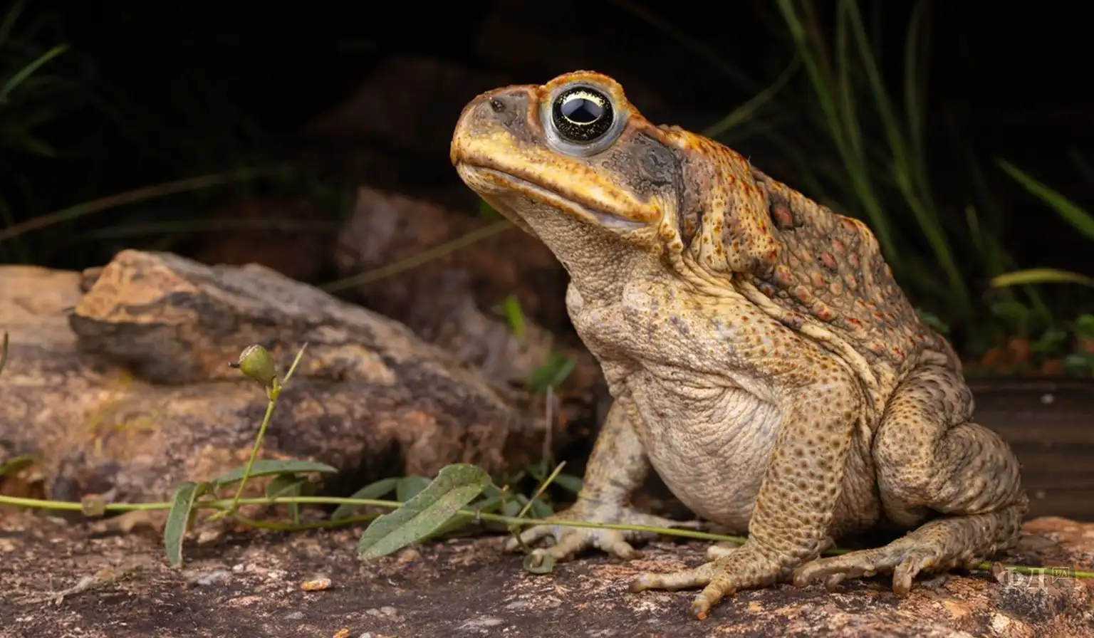 Ропуха-ага (Rhinella marina) — отруйна амфібія, інвазивний вид в Австралії.