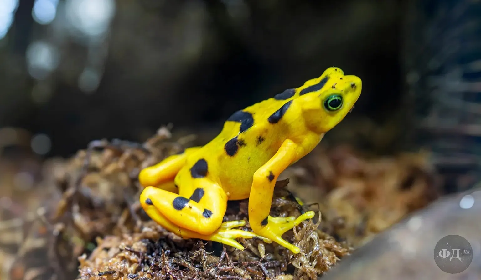Яскраво-жовта панамська ропуха Atelopus zeteki