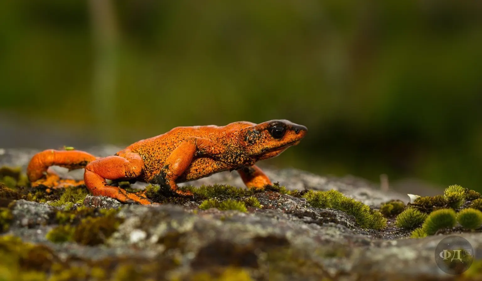 Отруйна ропуха Atelopus carrikeri з червоною шкірою на фоні природного середовища.