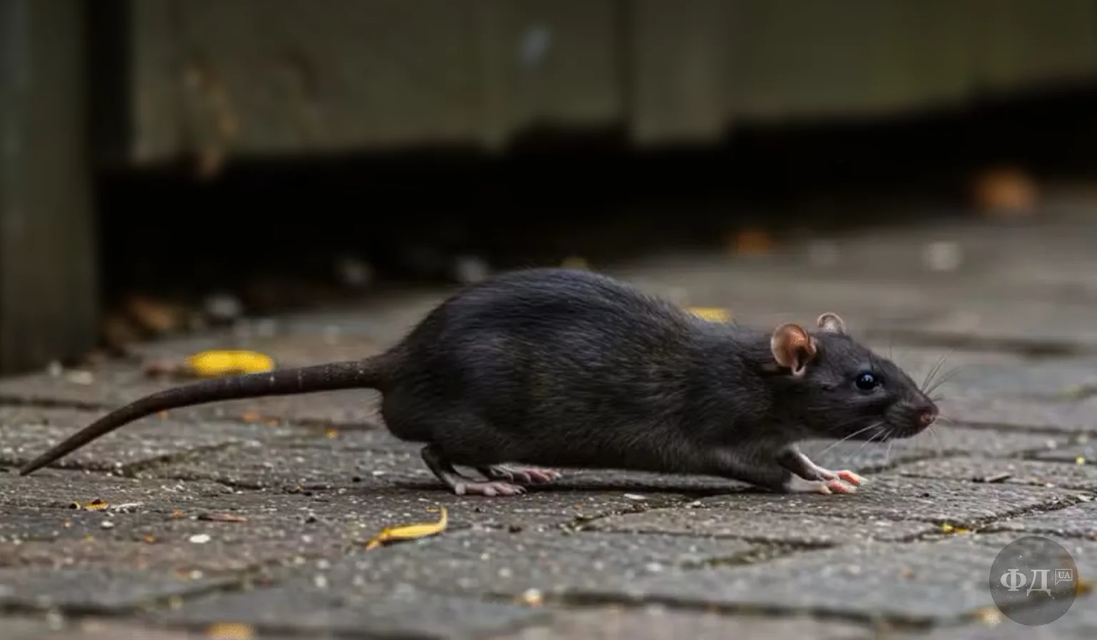 Rattus rattus — чорний пацюк у міському середовищі