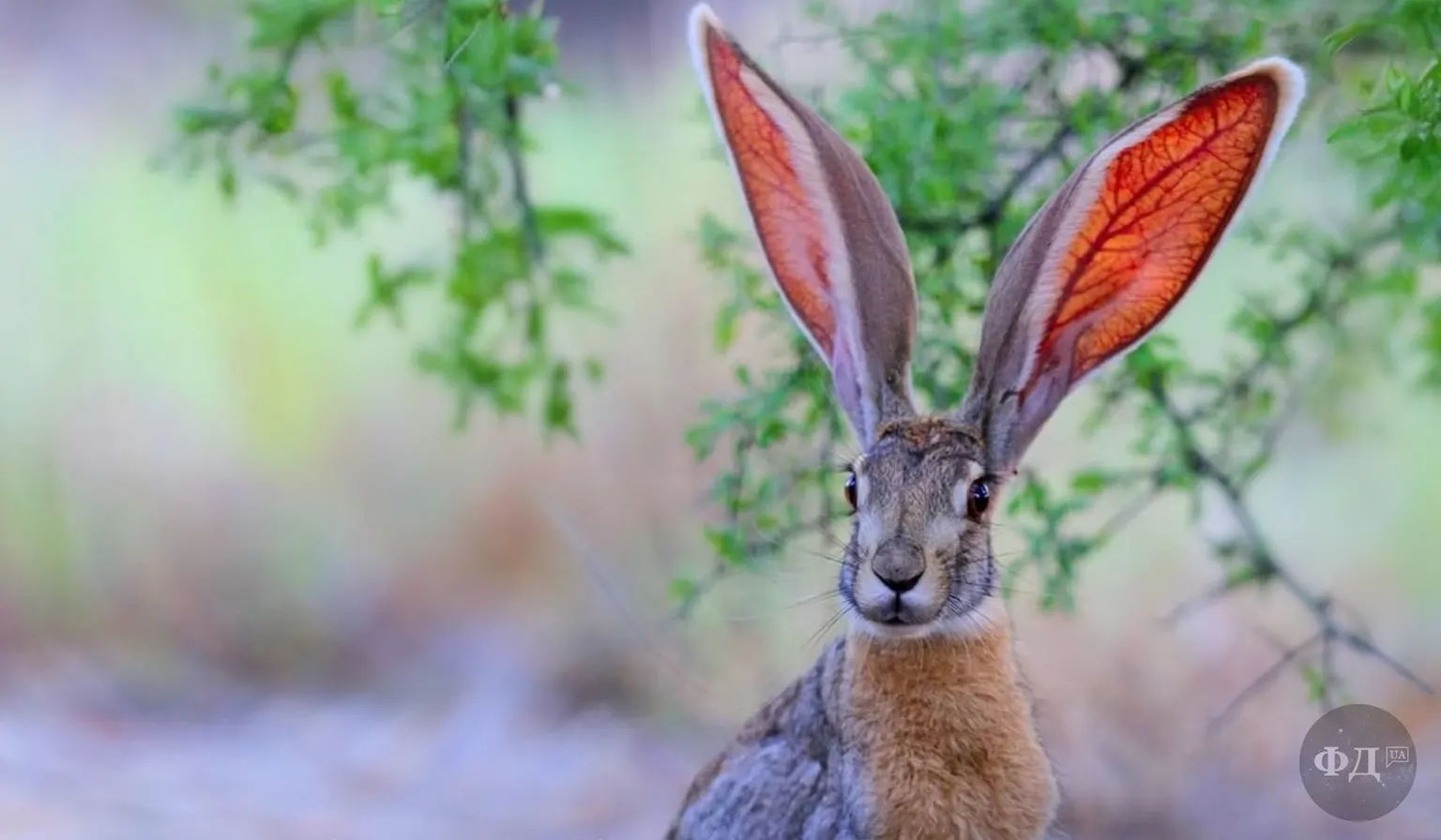 Пустельний заєць Lepus alleni використовує вуха для терморегуляції