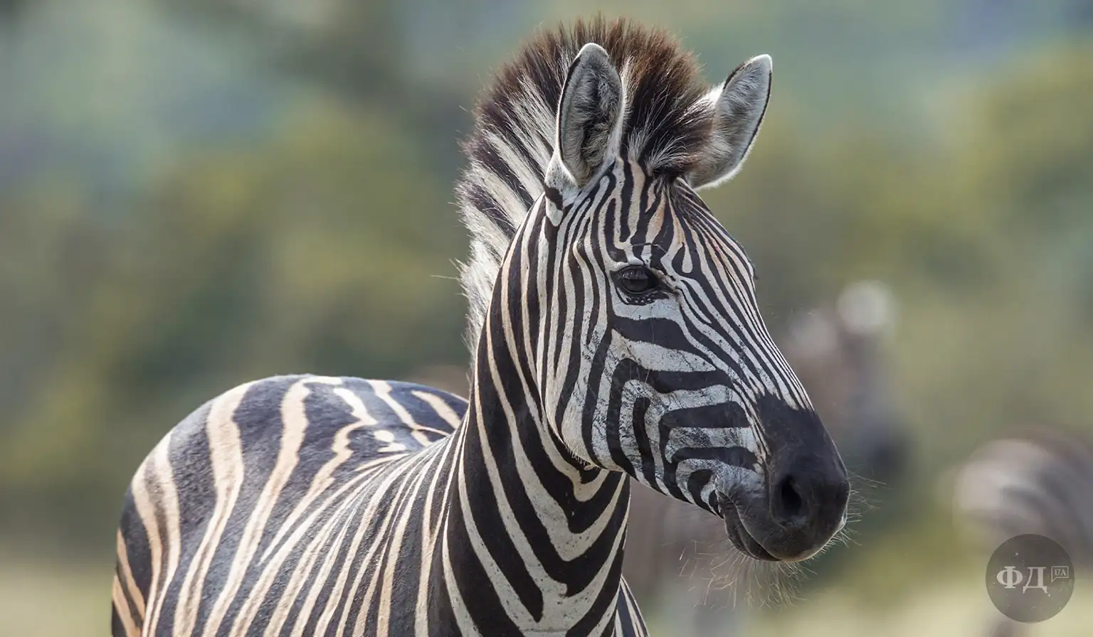 Рівнинна зебра (Equus quagga) стоїть на африканській савані з характерними смужками.