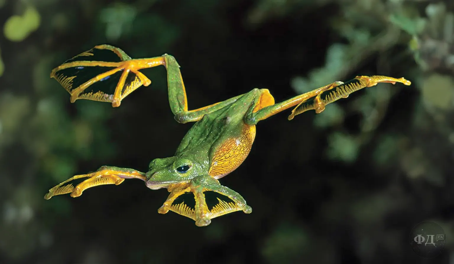 орнолапа жаба Rhacophorus nigropalmatus в польоті між деревами