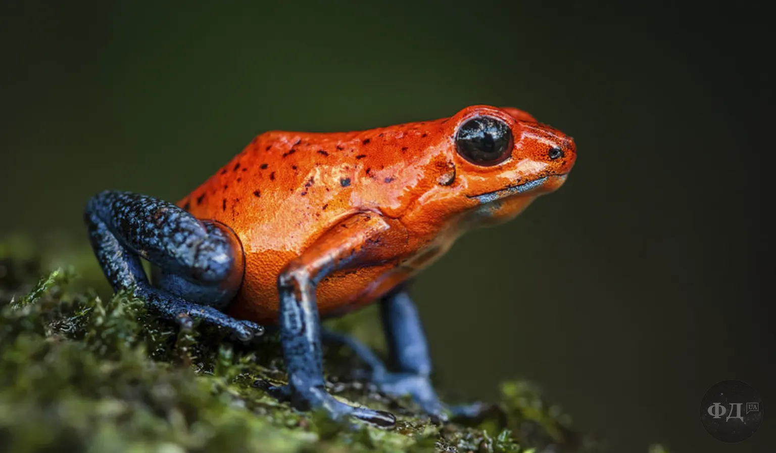 Дереволаз маленький (Oophaga pumilio) — яскраво-червона отруйна жаба