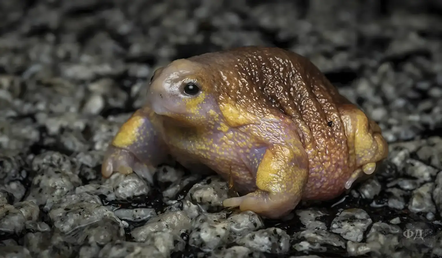 Міобатрахус (Myobatrachus gouldii) — підземна жаба з Австралії