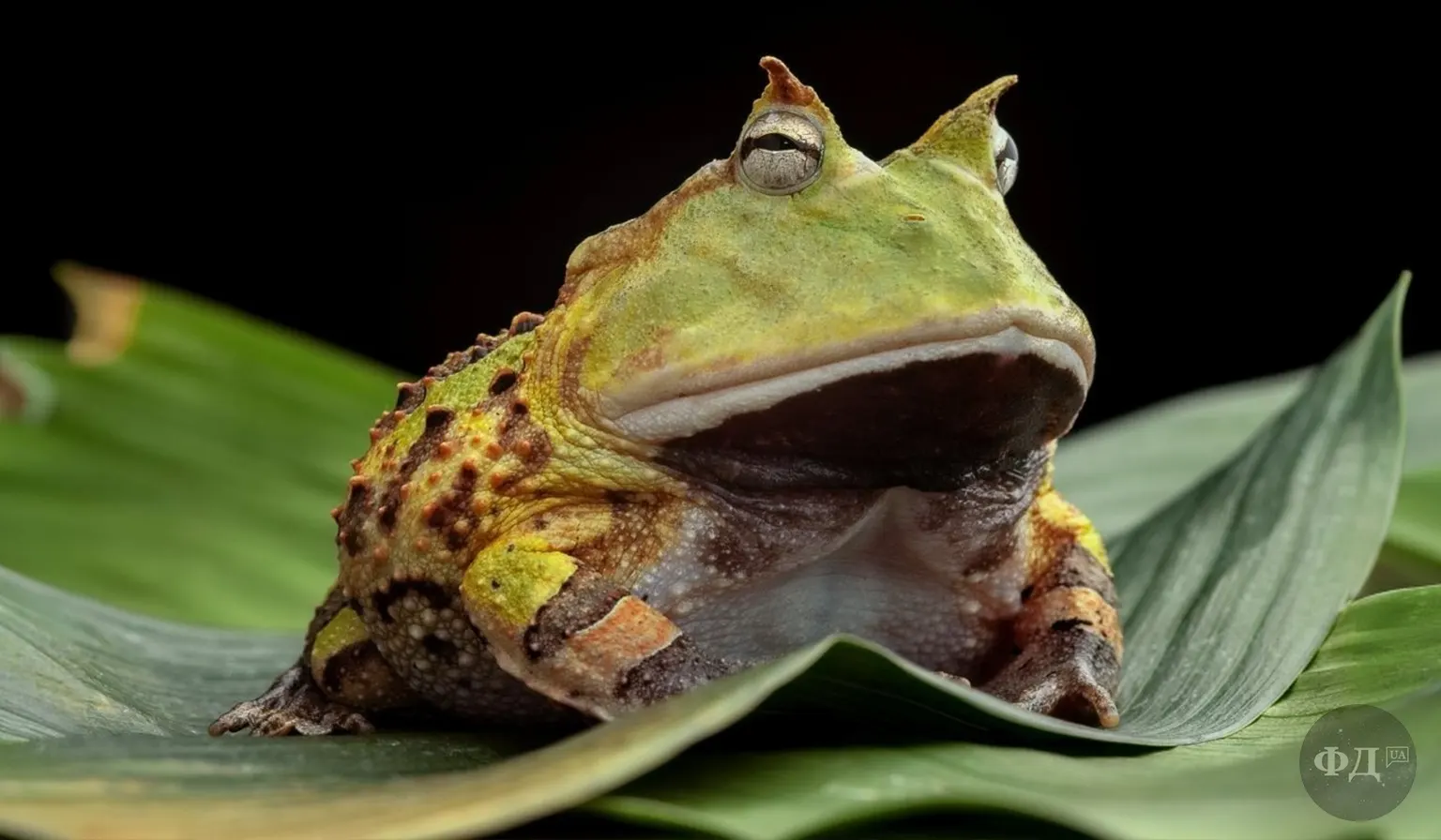 Рогатка звичайна (Ceratophrys cornuta) — жаба з «рогами» над очима