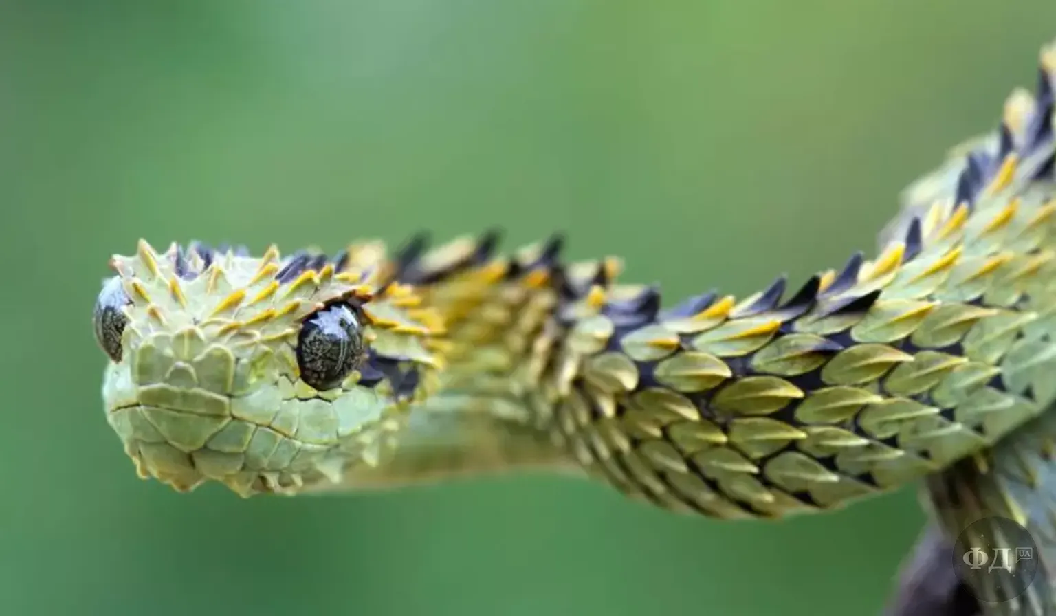 Чагарникова колюча гадюка (Atheris hispida)