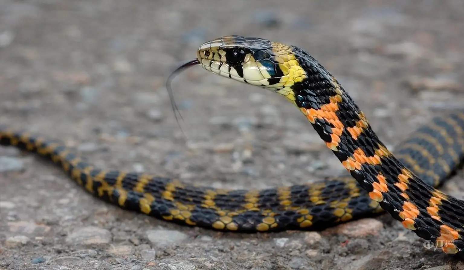 Вуж тигровий(Rhabdophis tigrinus)