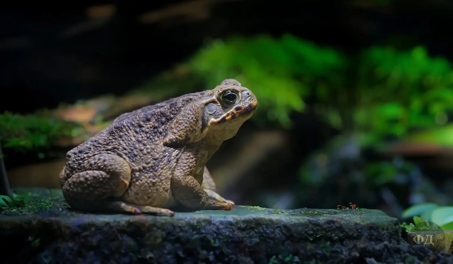 Велика ропуха-ага (Rhinella marina) — токсична амфібія, завезена до Австралії