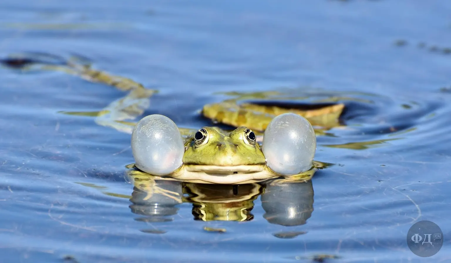 Жаба з двома резонаторами у воді