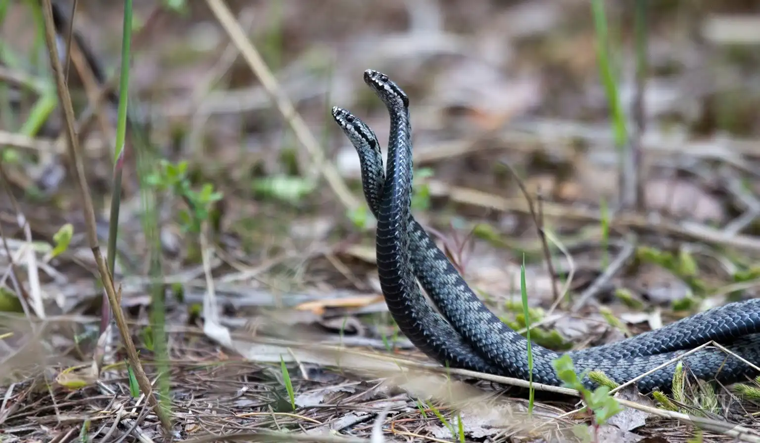 Гадюки звичайні (Vipera berus) у шлюбному танці